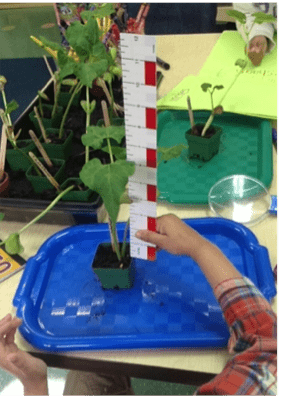 A kindergarten boy uses a standard measurement tool to document and record his bean sprout's growth in the Discovery area.